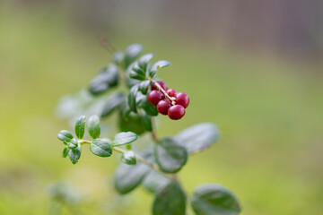 cowberry berries in wood among a moss