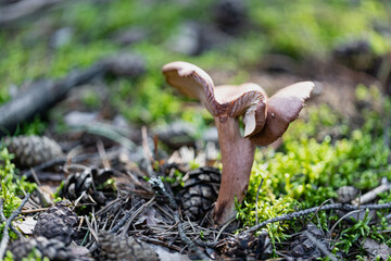 Lactarius camphoratus mushroom in autumn forest
