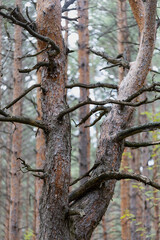 Fototapeta premium dry spreading pine tree in autumn forest