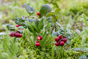 Beautiful bush of ripe red lingonberry, partridgeberry, mountain cranberry or cowberry among green leaves and moss in the forest or woods in autumn, close up