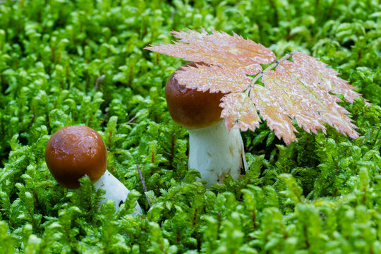 toadstool mushroom Cortinarius collinitus among moss in the forest