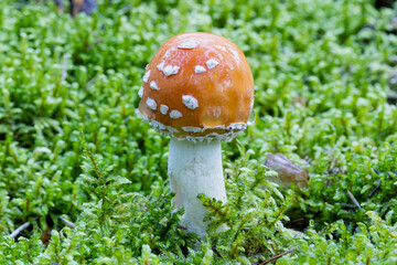 fly agaric mushroom among moss in the forest