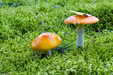 toadstool mushroom Cortinarius collinitus among moss in the forest