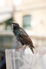 Common Starling (Sturnus vulgaris) Leek Wootton