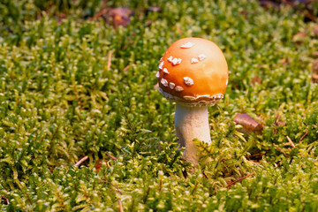 small fly agaric mushroom among the moss in the forest