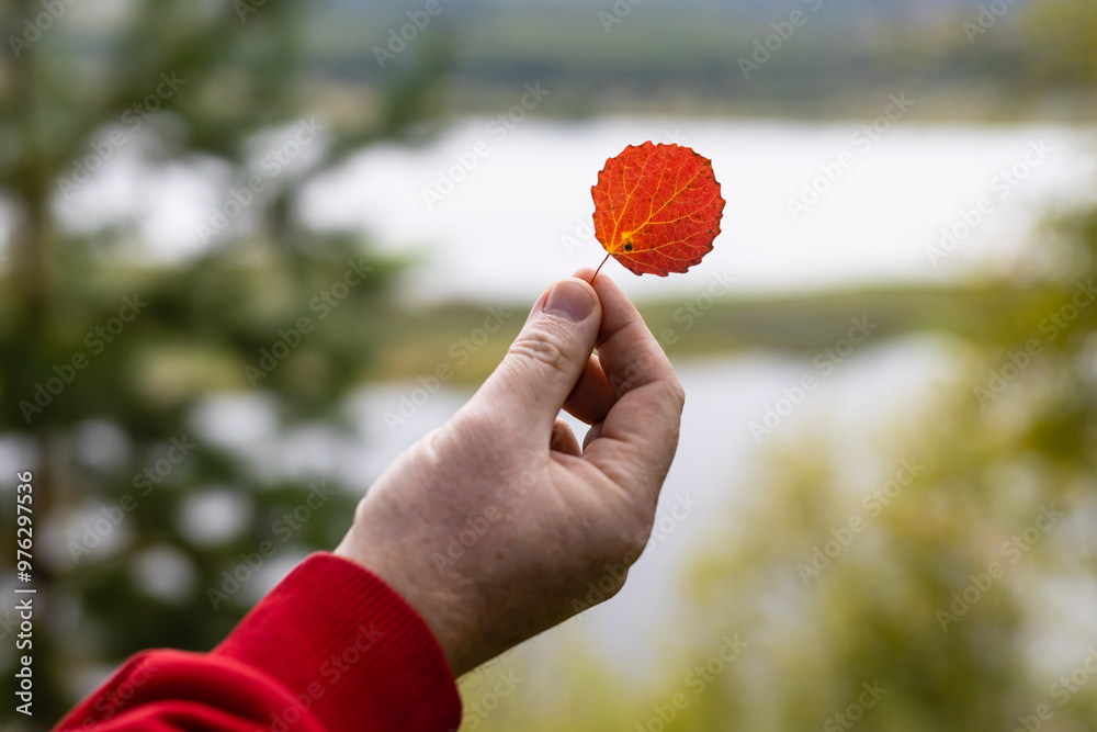 Canvas Prints red autumn leaf of aspen tree in hand