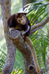 Close up of Mathschie's tree kangaroo