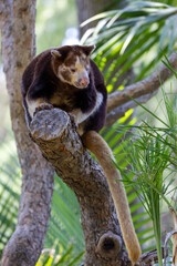 Close up of Mathschie's tree kangaroo