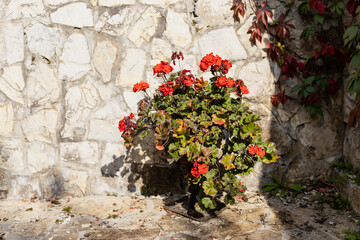 red geranium in a stone courtyard in European style