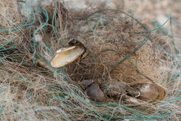 old tangled fishing net - environmental pollution