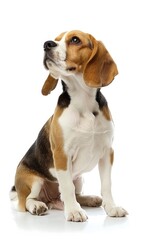 A dog sitting on a white surface looking up