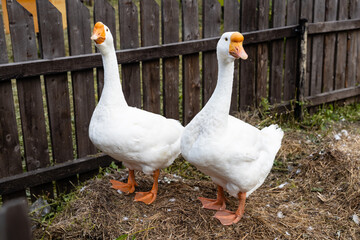 white geese in the yard in the village