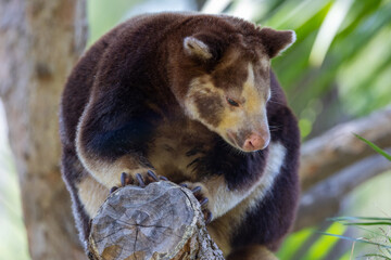Close up of Mathschie's tree kangaroo