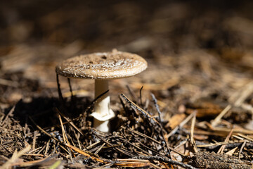 inedible mushroom Amanita rubescens in autumn forest among moss