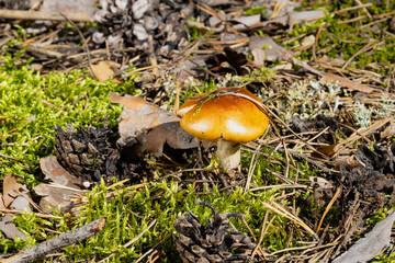 unidentified mushroom in autumn forest is dangerous to peoples