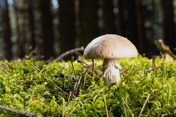 close-up of Cortinarius caperatus mushroom in autumn forest among moss