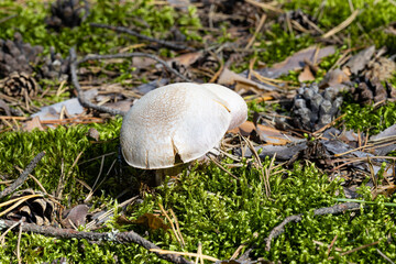 close-up of Cortinarius caperatus mushroom in autumn forest among moss