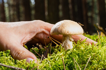 hand reaches for a mushroom in an autumn forest