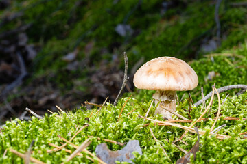 unidentified mushroom in autumn forest is dangerous