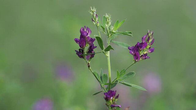 Alfalfa plant with purple flowers on a crop field, Medicago sativa