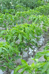 Green pepper plants growing and watering with drip irrigation system in garden. Close-up. Selective focus. Sustainability and agriculture concept.