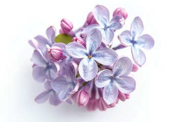A cluster of vibrant purple flowers in focus