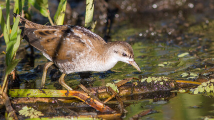 great crested grebe