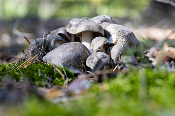 edible mushrooms Tricholoma portentosum in autumn forest among moss