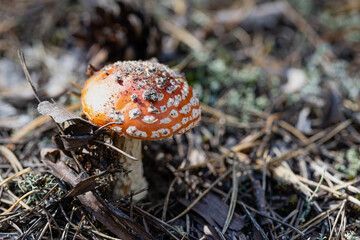 inedible mushroom Amanita rubescens in autumn forest among moss