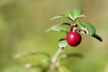 Beautiful bush of ripe red lingonberry, partridgeberry, mountain cranberry or cowberry among green leaves and moss in the forest or woods in autumn, close up