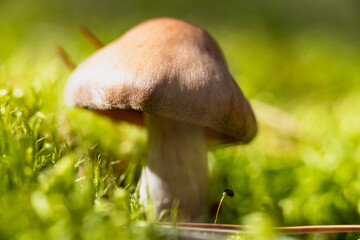unidentified mushroom in autumn forest is dangerous to peoples