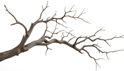 A detailed view of twisted, leafless tree branches extending against a plain white background, emphasizing natural textures and shapes.
