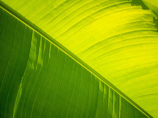 feuille verte et texture