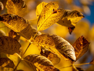 feuilles des arbres &agrave; l'automne