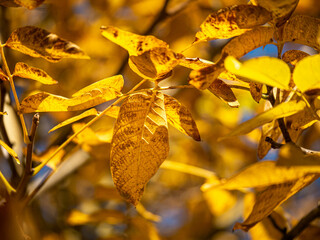 feuilles des arbres &agrave; l'automne