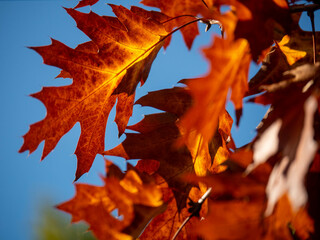 feuilles des arbres &agrave; l'automne