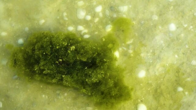 Ecology. Clusters of sea algae moves in shallow due wind and waves. Green filamentous alga Cladophora as basis of small mobile animals-plants assemblage on bottom. Accumulation of thalloms forms mats
