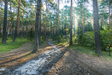 Obraz premium A forest path with trees in the background