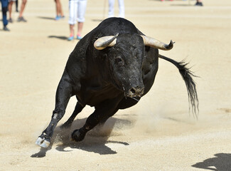 spanish black bull running 