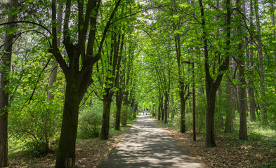 A path through a forest with trees on either side