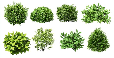 Set of green bushes and shrubs isolated on a white background, PNG photo cutout clipart collection.