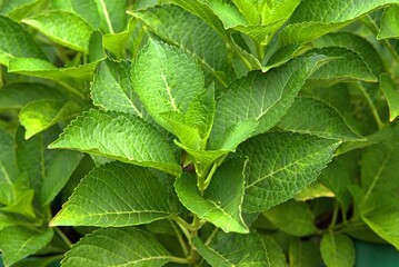 Hydrangea macrophylla.  © grzegorz