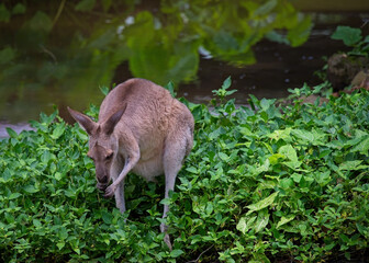 A Young Kangaroo