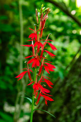 Racoon Branch to Dickies Knoll Hike