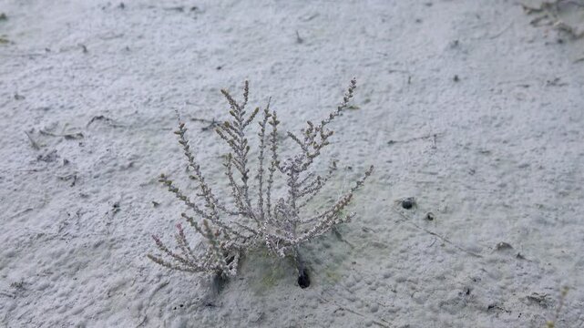 A autumn-winter glasswort (Salicornia herbacea) with seeds on a muddy takyr, period of fruiting. The Northern Black Sea Region