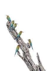A flock of migrant blue-tailed bee-eaters perched upon a dead tree trunk against a white background...