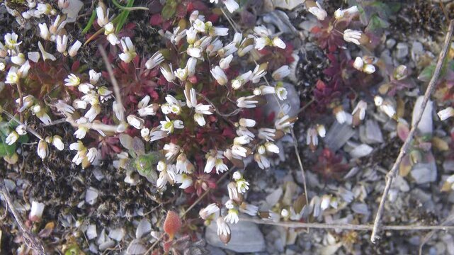 Plant ecology. Whiteblow (Draba verna), seaside, February-march. Real dwarf plant, short stem, small closed flowers. Dwarfism is fixed at genetic level in frigid climate. Anti-wind protection. Crimea