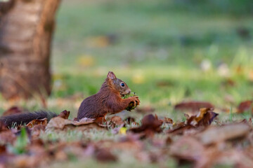 Fototapeta premium A European Red squirrel (Sciurus vulgaris) foraging for walnuts on autumn leaf covered ground.