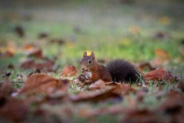 A European Red squirrel (Sciurus vulgaris) foraging for walnuts on autumn leaf covered ground.