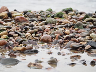 Kormorany suszące skrzydła i nadlatująca mewa © EwaAF